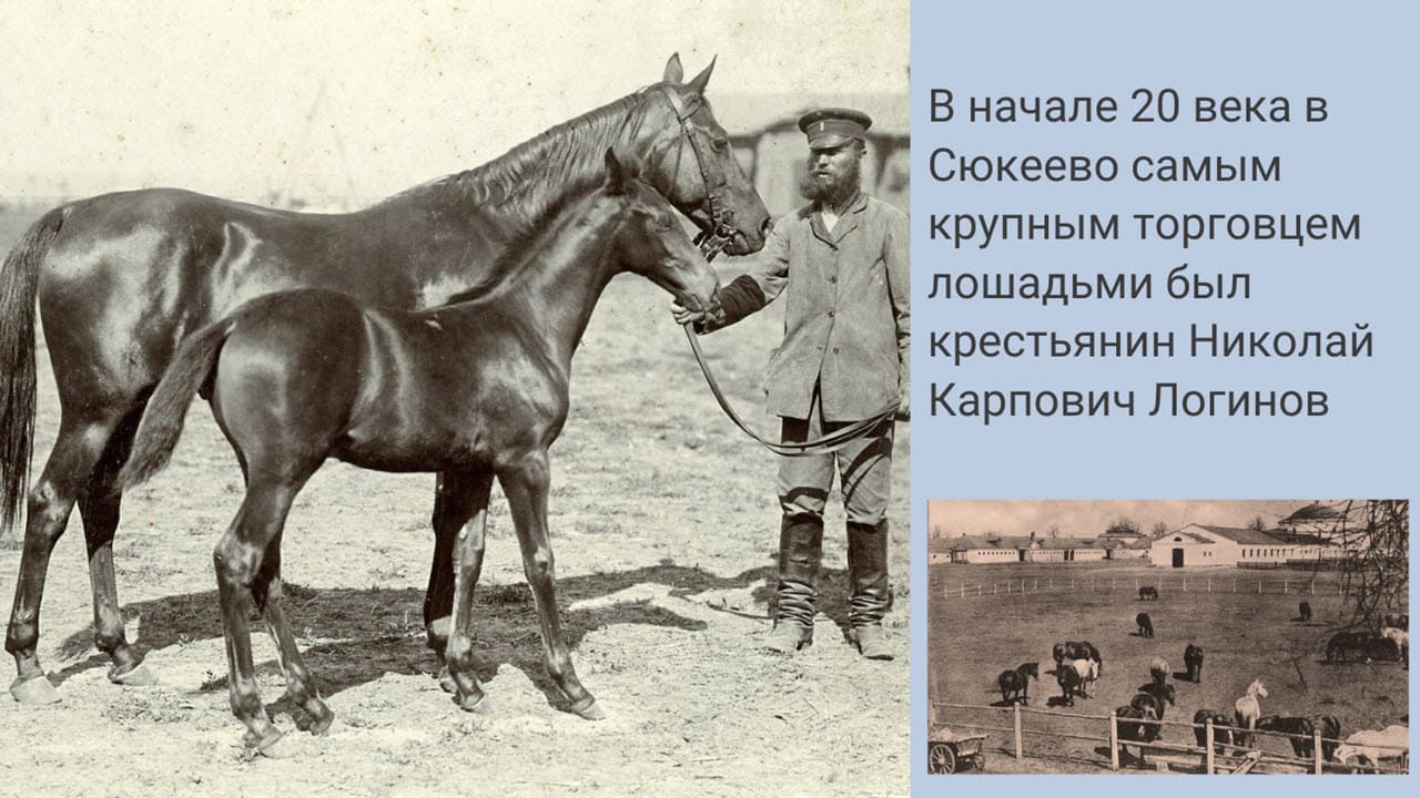 Разведение лошадей